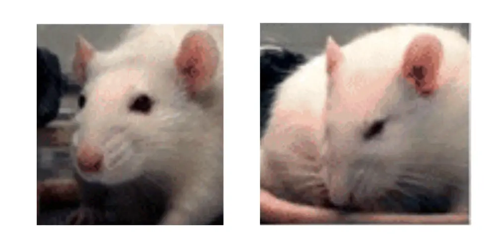 This image has an empty alt attribute; its file name is rat-facial-expression-comparison.png